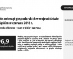 Pogłowie zwierząt gospodarskich w województwie dolnośląskim w 2018 r. Bydło i trzoda chlewna – stan w dniu 1 czerwca Foto