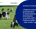 Pogłowie zwierząt gospodarskich w województwie dolnośląskim w grudniu 2021 r. Pogłowie bydła i świń – stan w dniu 1 grudnia Foto