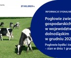 Pogłowie zwierząt gospodarskich w województwie dolnośląskim w grudniu 2022 r. Pogłowie bydła i świń – stan w dniu 1 grudnia Foto